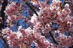 sakura.jpg